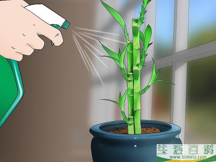 怎么在室内栽培竹子