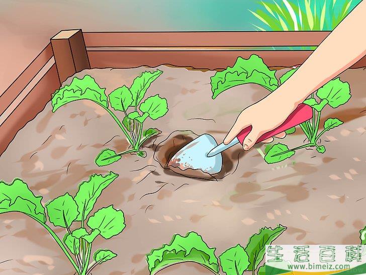 怎么照料植物