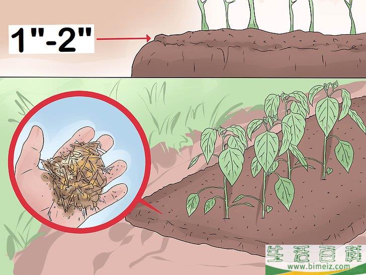 怎么照料植物