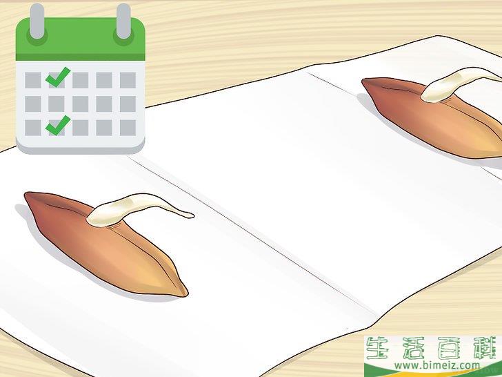 怎么从枣核开始培植椰枣树