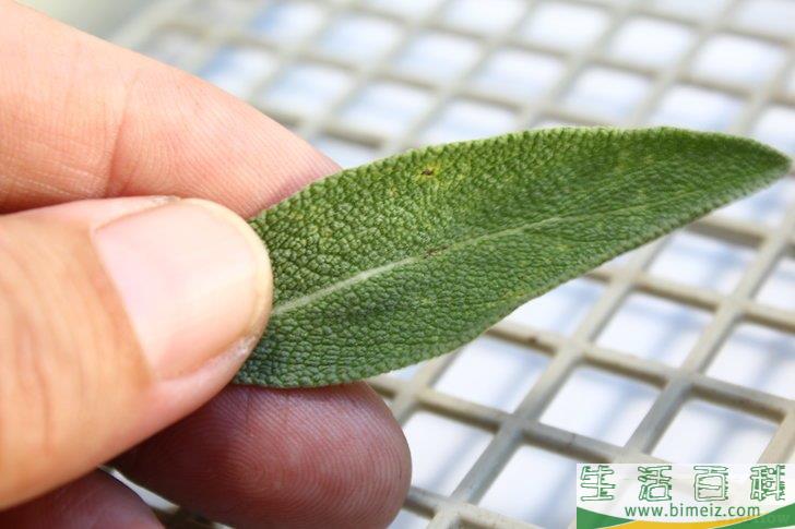 怎么得到干燥的鼠尾草