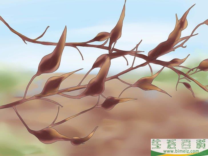 怎么收获萝卜