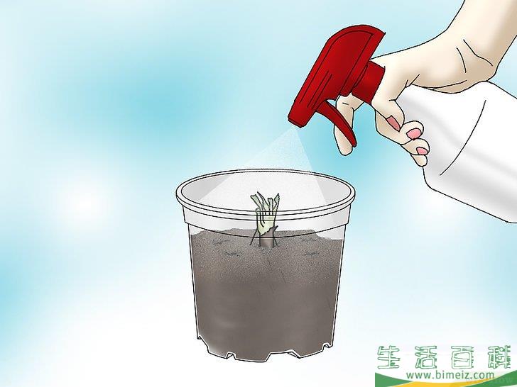怎么种植捕蝇草