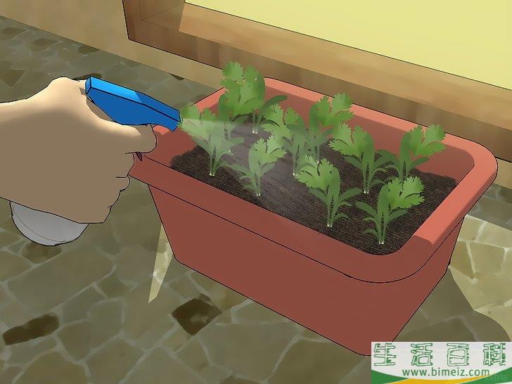 怎么种香菜