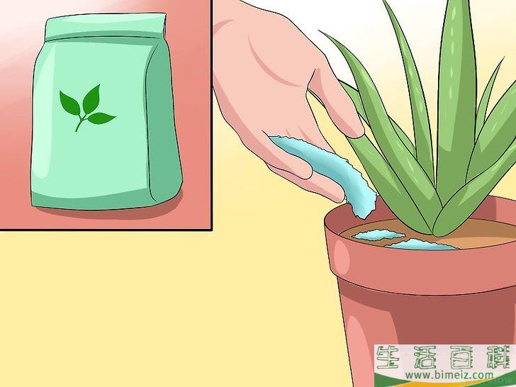 怎么培育芦荟