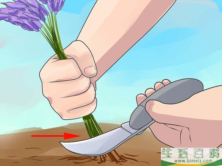 怎么收割薰衣草
