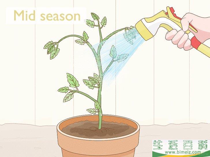 怎么通过自然的方法消灭红蜘蛛