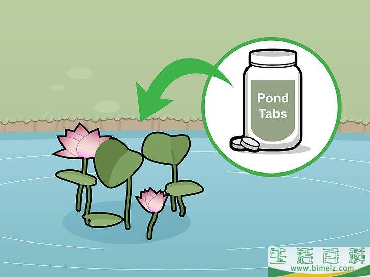 怎么种植莲花