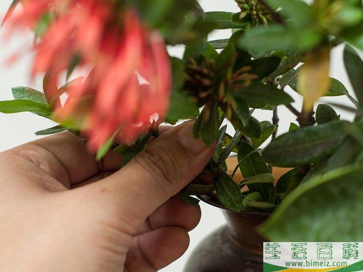 怎么制作花卉工艺品