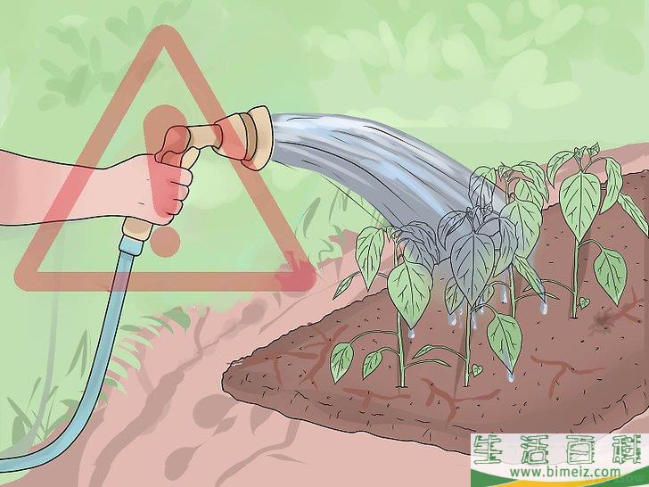 怎么照料植物