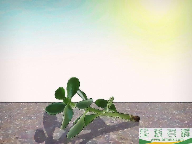 怎么种植翡翠木