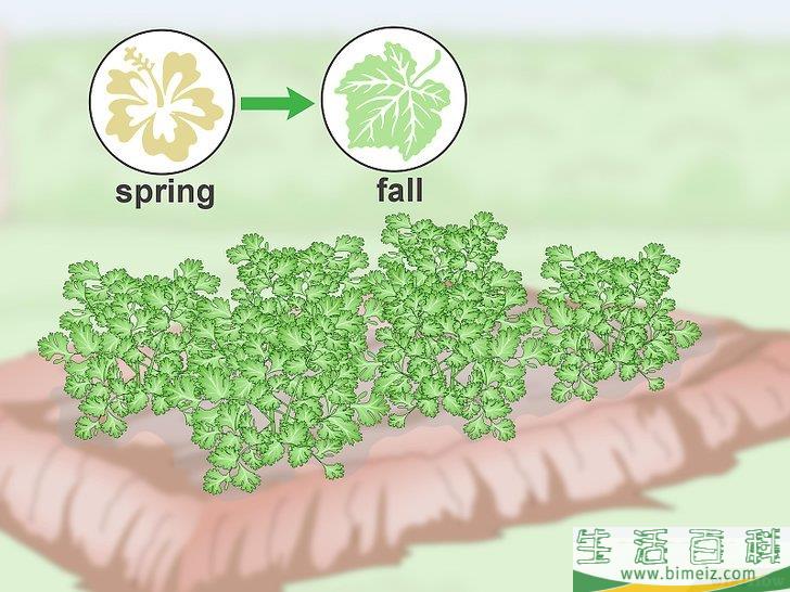 怎么修剪香菜