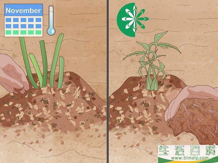 怎么分栽牡丹