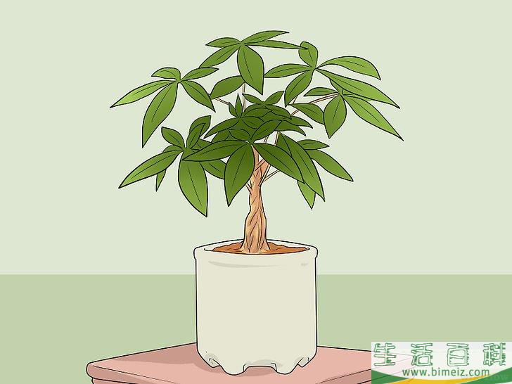 怎么照料招财树