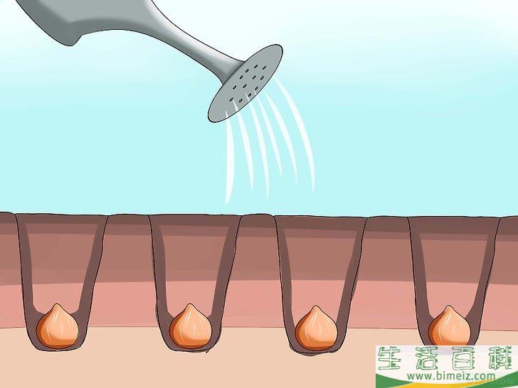 怎么照顾郁金香