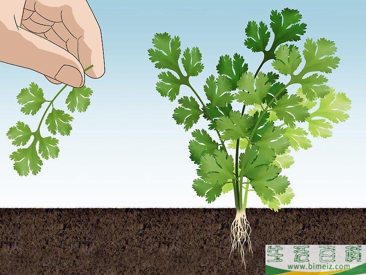 怎么种香菜