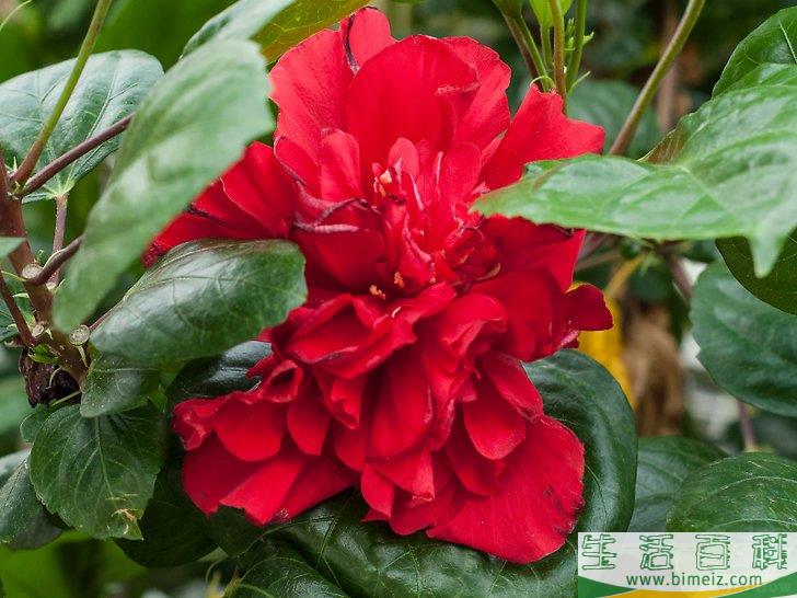 怎么制作花卉工艺品