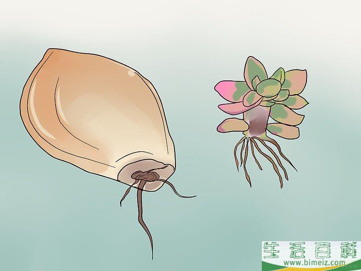 怎么用叶插法培育多肉植物