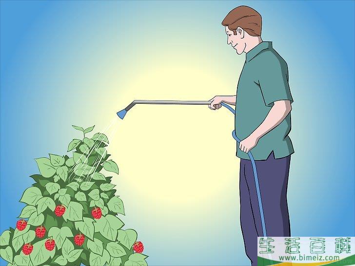 怎么种植树莓