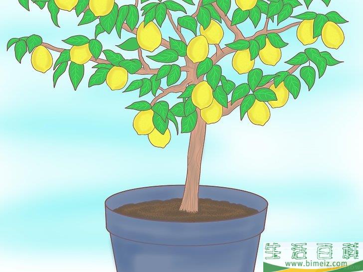 怎么从种子开始种植柠檬
