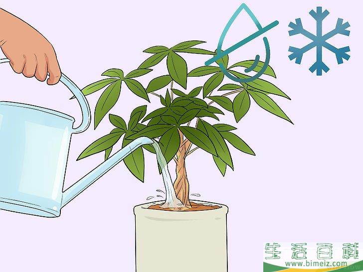 怎么照料招财树
