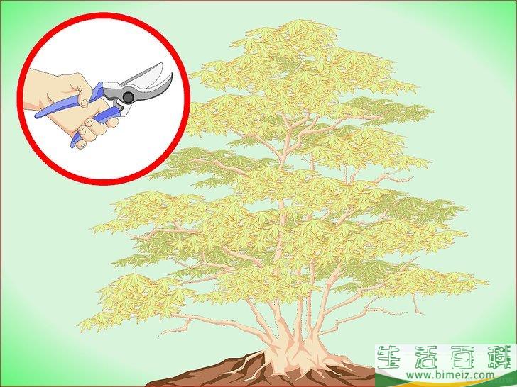 怎么修剪日本枫树