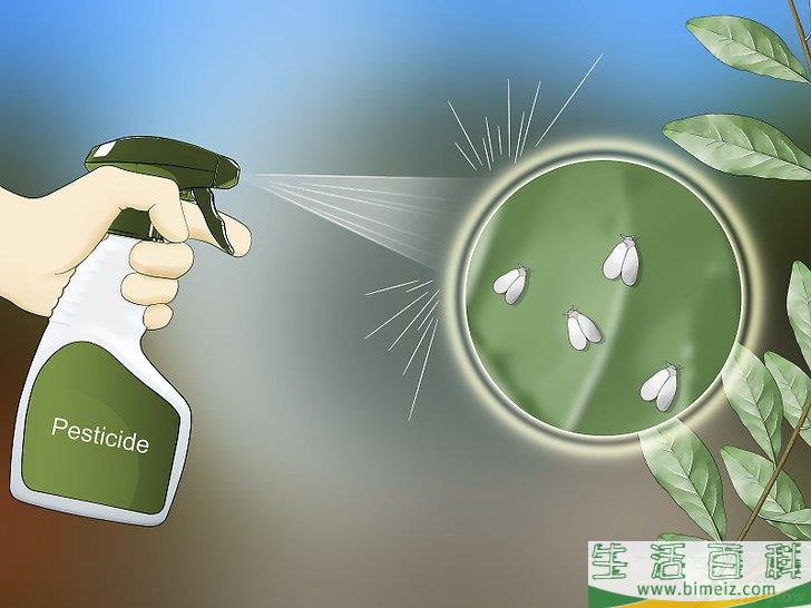 怎么除去粉虱