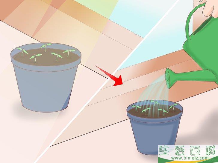 怎么从种子开始种植柠檬