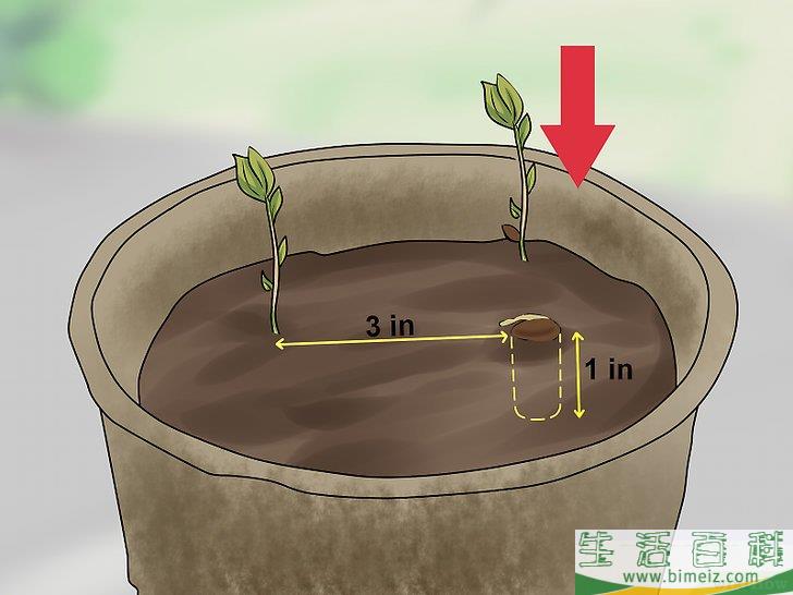 怎么播种苹果