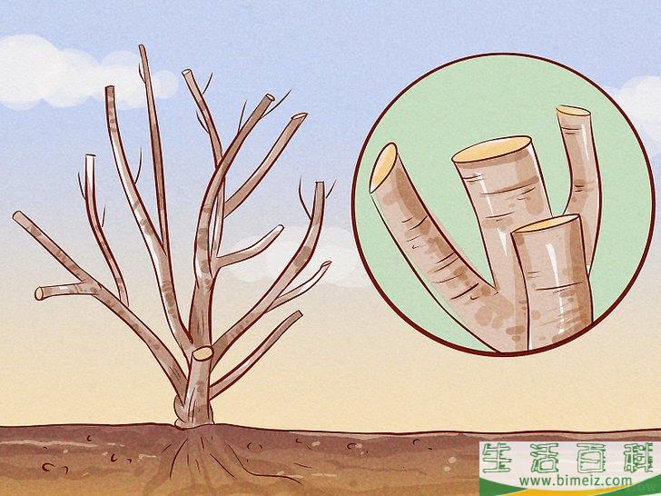 怎么给锦带花修枝