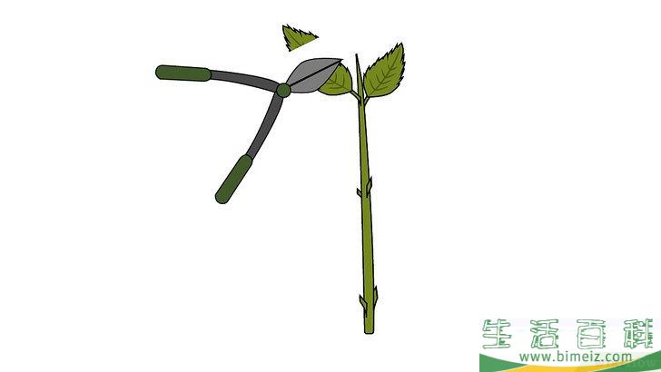 怎么扦插绣球花