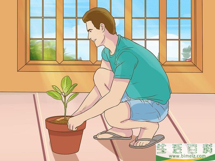 怎么促使橘籽发芽