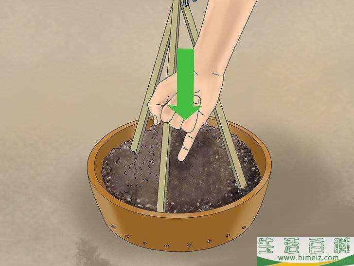 怎么盆栽黄瓜