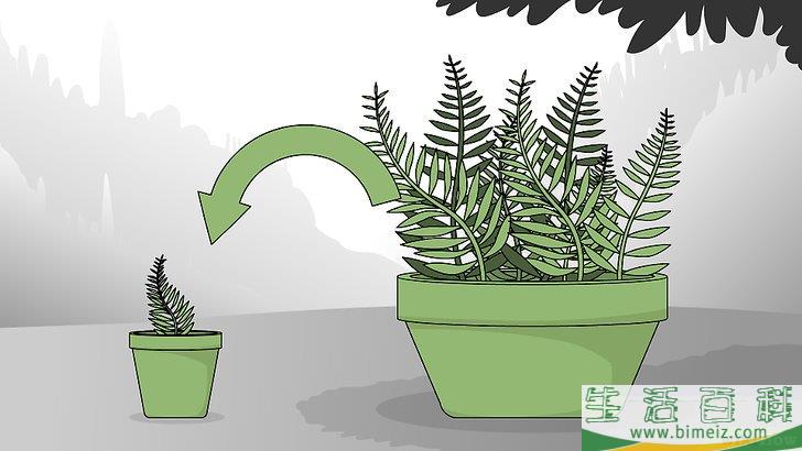 怎么养护蕨类植物