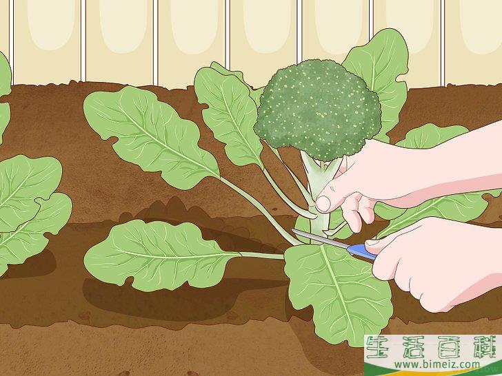 怎么种植西兰花