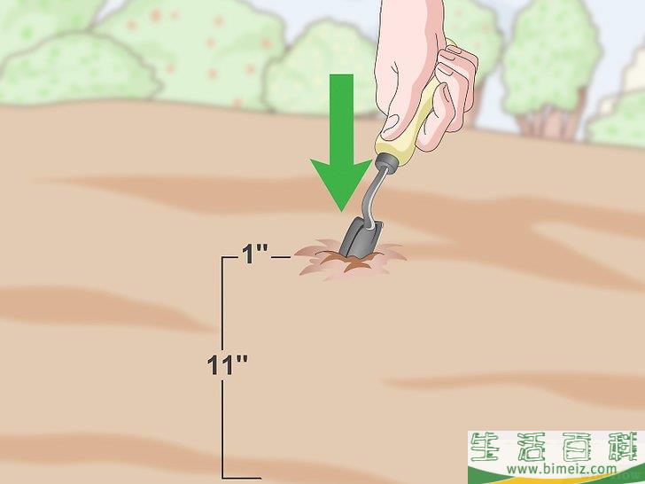 怎么种植檀香树