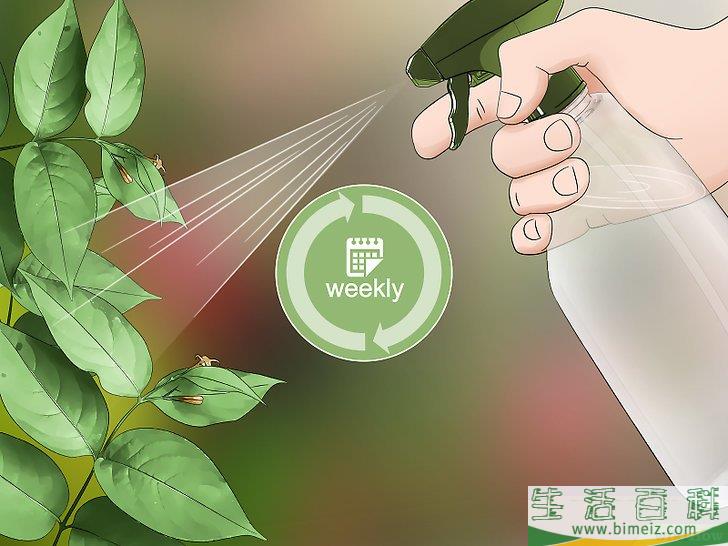 怎么消灭粉疥虫