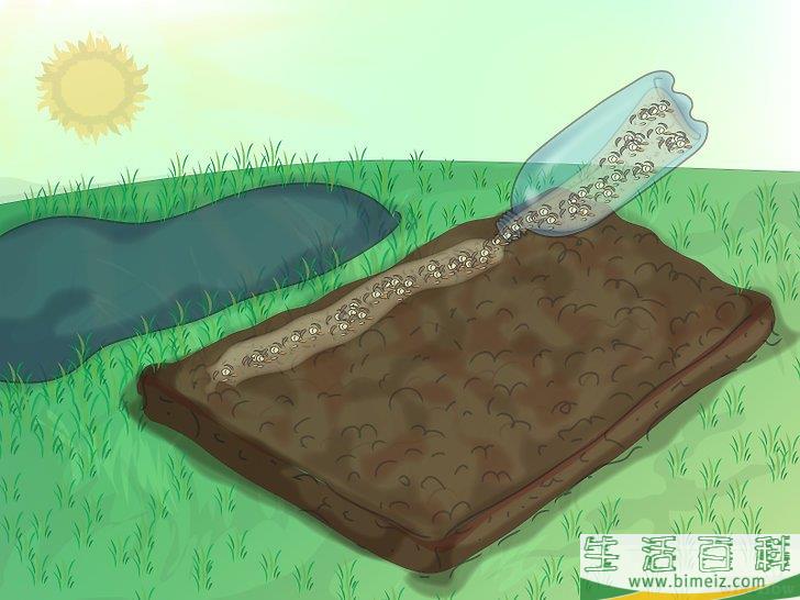 怎么种植野花