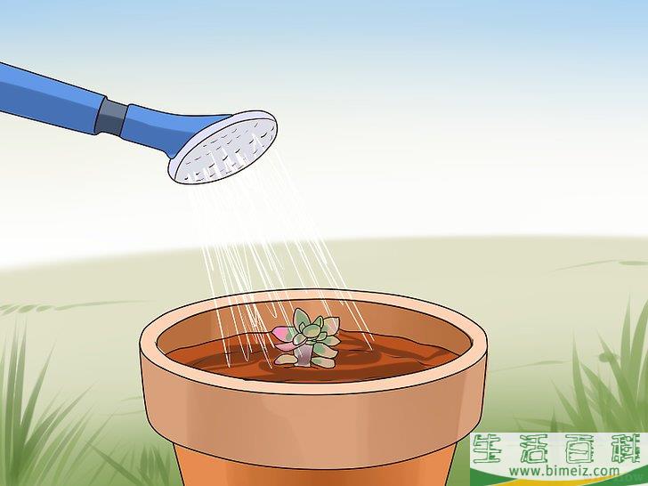怎么用叶插法培育多肉植物