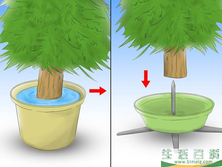 怎么养护圣诞树