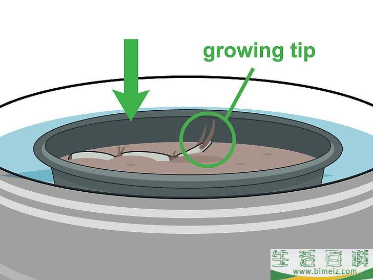 怎么种植莲花