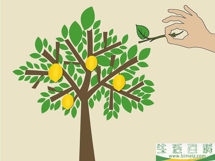 怎么在室内种植柠檬树