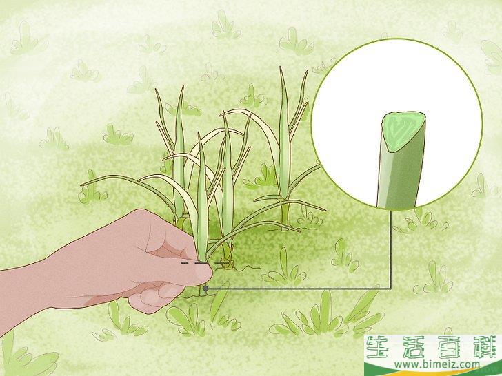 怎么除去莎草