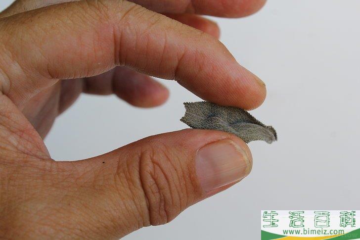 怎么得到干燥的鼠尾草