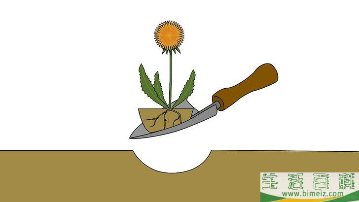 怎么除去草坪上的蒲公英