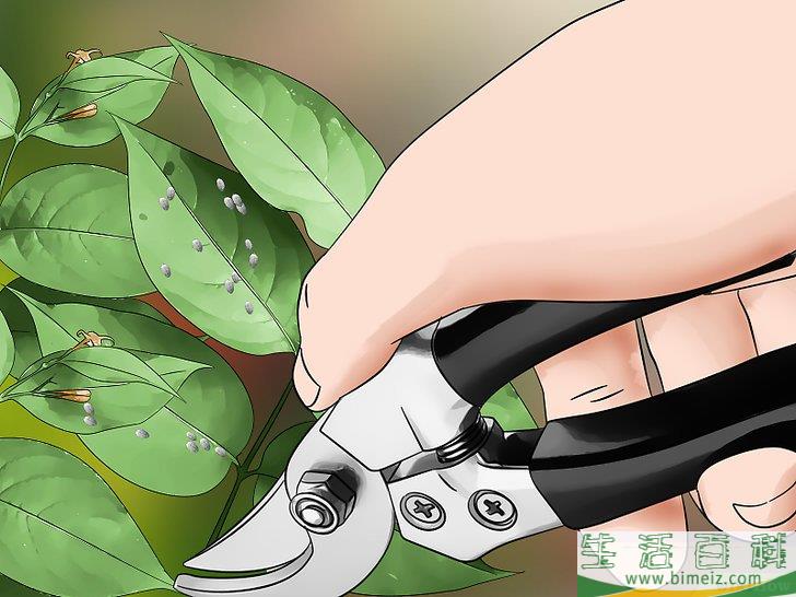 怎么消灭粉疥虫