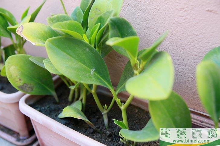 怎么挽救浇了太多水的植物