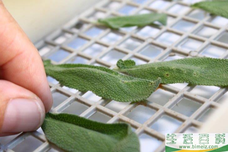怎么得到干燥的鼠尾草
