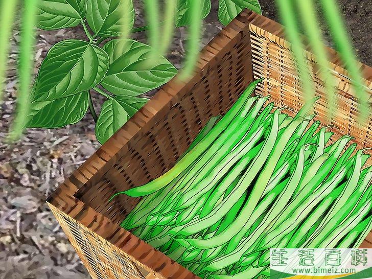 怎么种植豆类和豌豆