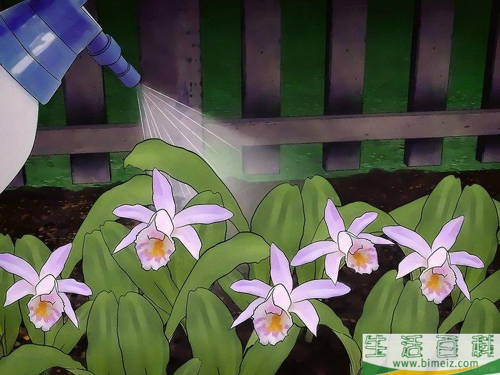 怎么给兰花浇水